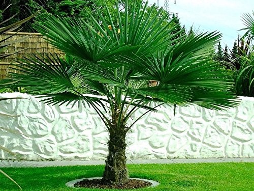  A windmill palm as a specimen tree in a garden.