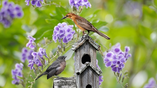 Birds on a bird box