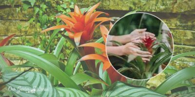 Bromeliad Leaves Turning Yellow: 8 Top Causes And Treatments