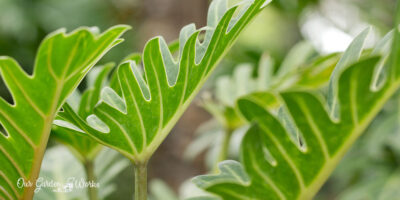 Philo Care: Can Philodendron Grow Outside In The Shade or Direct Sun?