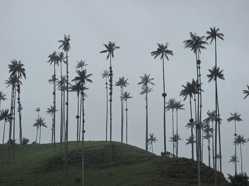 Ceroxyloideaeon a hill.