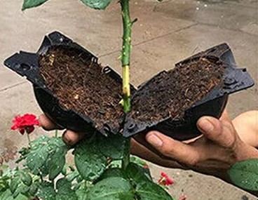 Clipping the grafting box. 