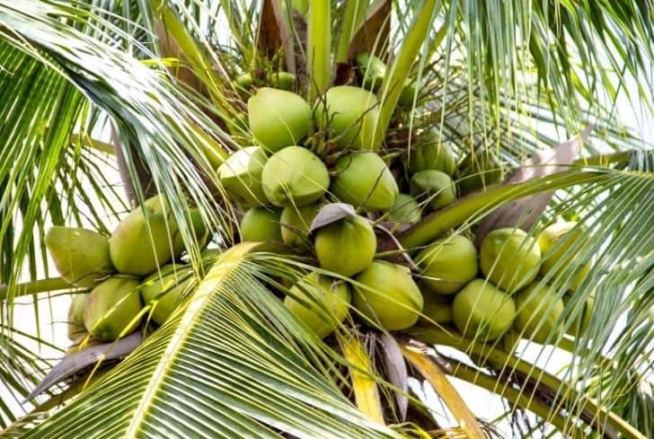 Coconut in its peak coconut production.