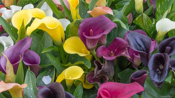 Colored calla lilies
