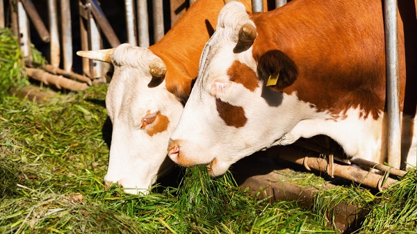 Cows grazing in the field.