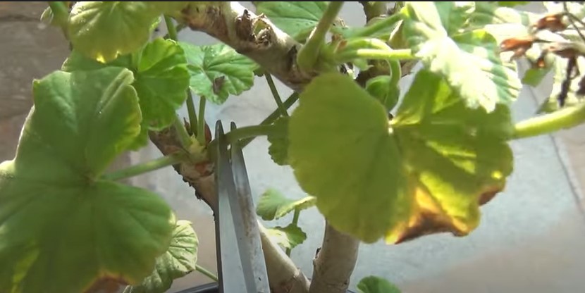 Cut off the geranium flowers from the nodes.