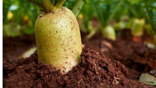 Daikon radish is a good soil tiller. 