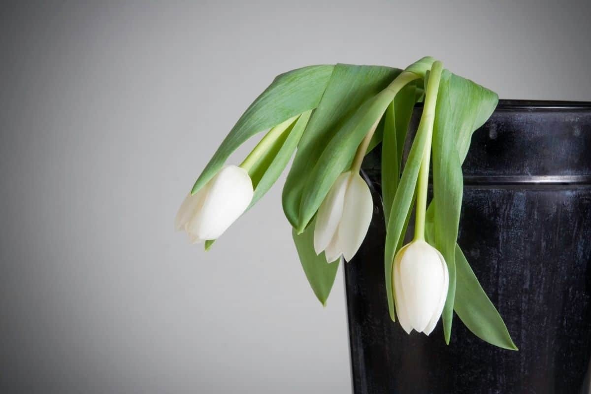 Why Do Tulips Droop? Top 5 Reasons