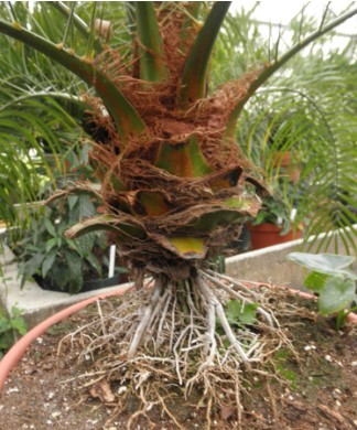 Exposed roots of a palm tree