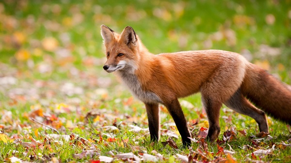 Foxes are among the predators of prairie dogs. 