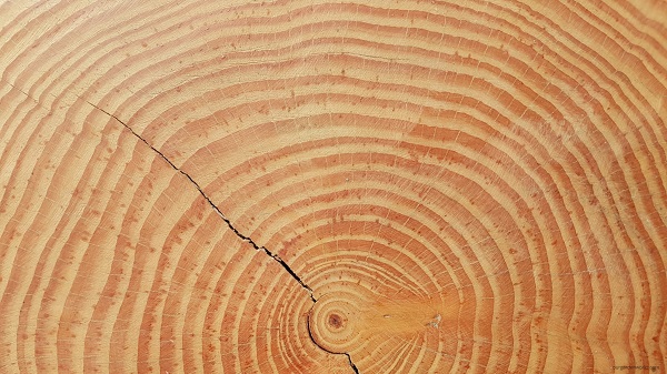 Growth rings of dicot trees 