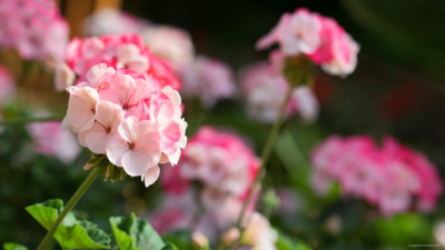 How To Deadhead Geraniums In 3 Easy Steps