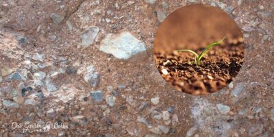 Till or No-Till: How to Loosen Compacted Soil in 3 Best Methods