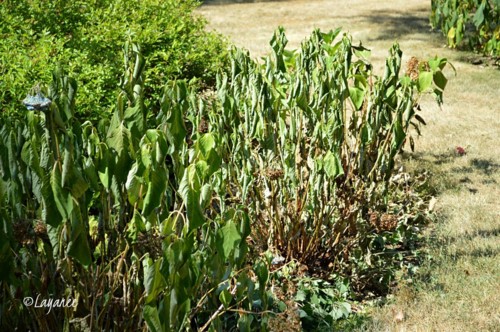 Hydrangeas suffering from drought stress