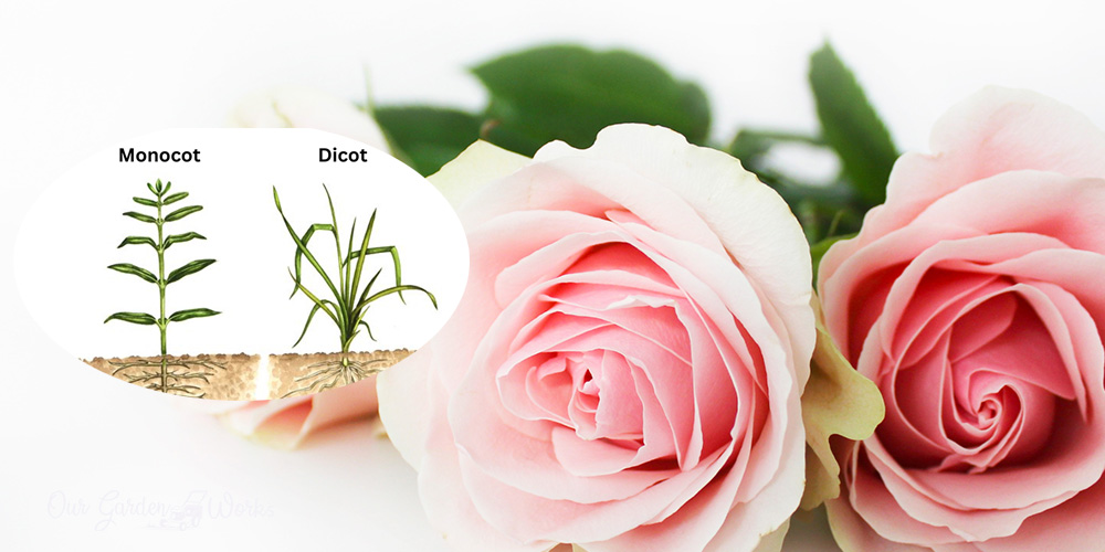 Is rose monocot or dicot