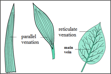 Leaf veins of monocot vs. dicot