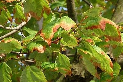 Leaves may look like they’re sunburnt but 
they experience symptoms of transplant shock.
