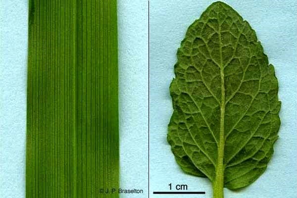 Leaves of monocot and dicot
