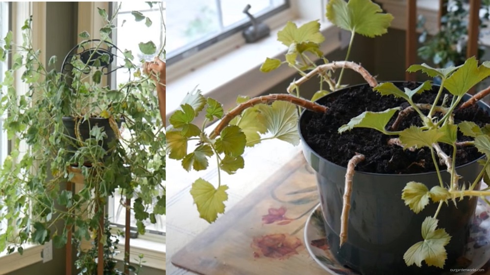 Leggy geranium pruned before winter.