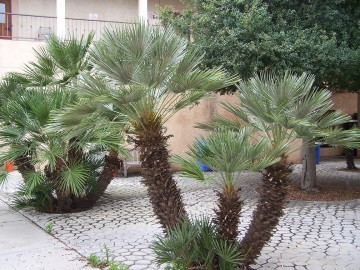 Mediterranean fan palm