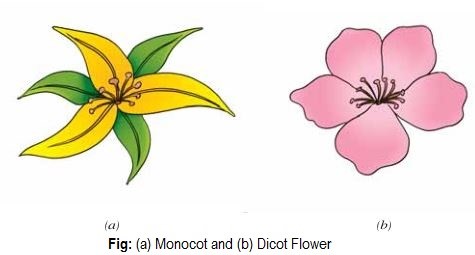 Monocot flower vs. dicot flower