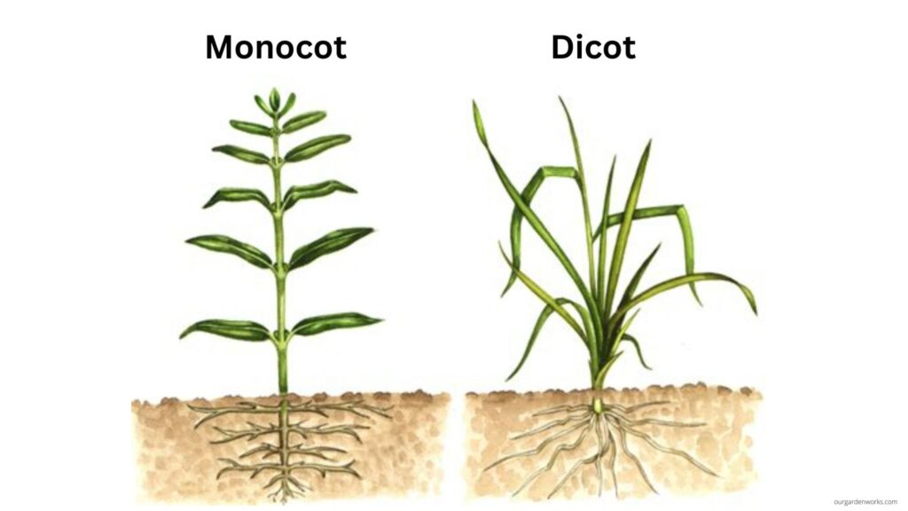 Monocot roots vs. dicot roots
