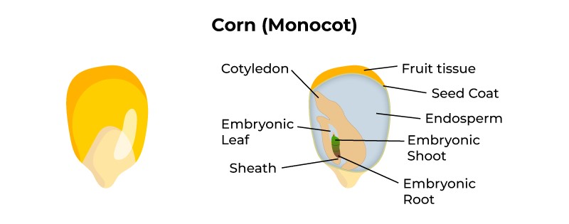 Getting To Know Roses Is Rose Monocot Or Dicot