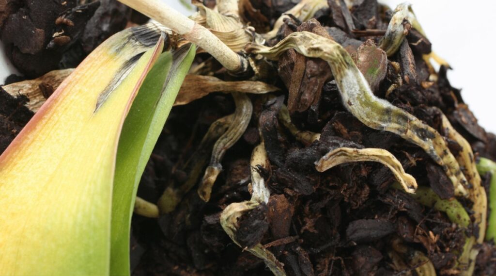 Orchid root rot.
