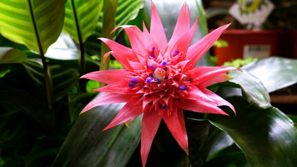 Pink Bromeliad Flower