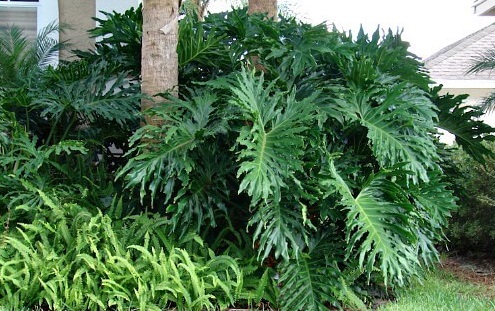 Outdoor philodendrons