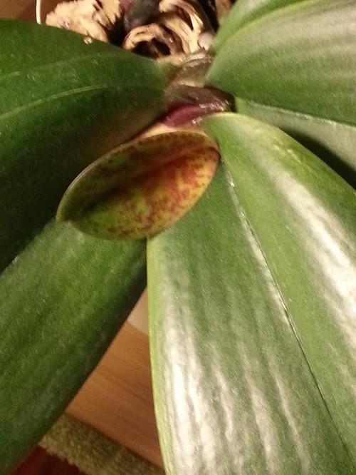 Over-fertilized orchids