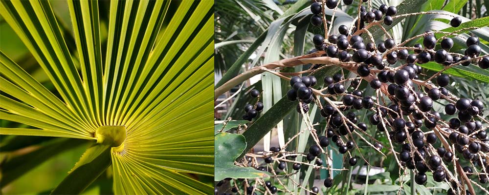 Palmate leaves and fruits of Coryphoideae species.