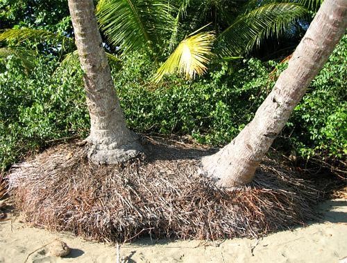 Palms on a beach that has been washed off by a high tide or hurricane