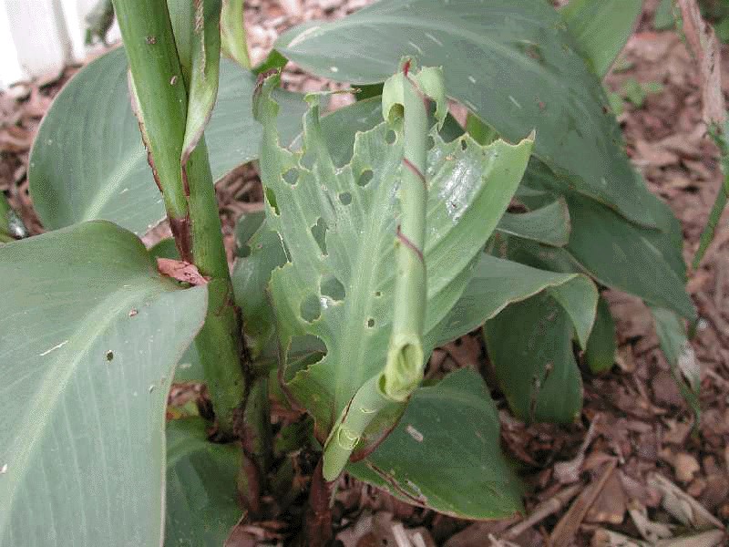 Pest damaged calla lily