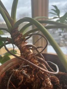 Philodendrons aerial roots