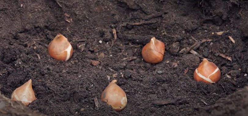 Planting bulbs