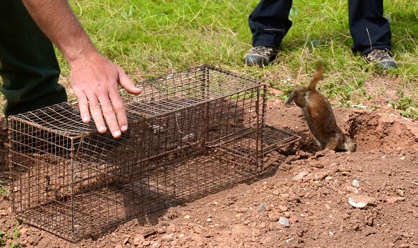 Prairie dog traps.

