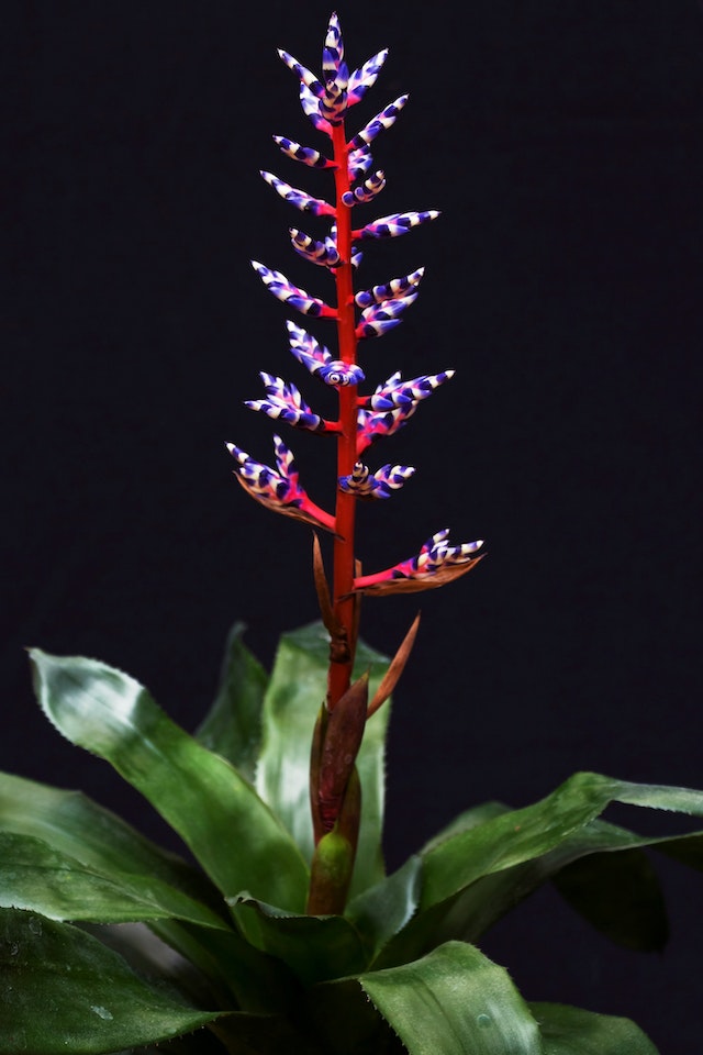 Purple and Red Bromeliad Flower in Bloom
