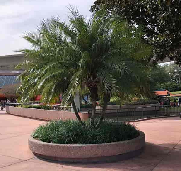 Pygmy date palm