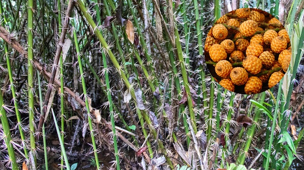 Rattan palms