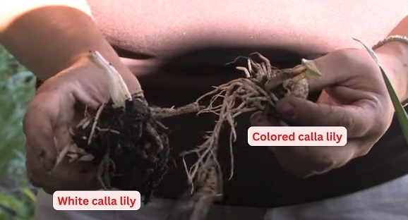 Rhizome difference of white and colored calla lily. 