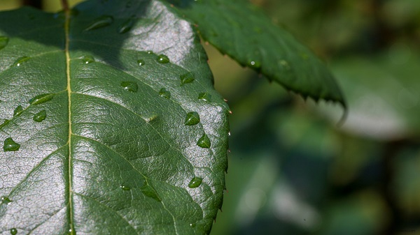 Rose leaves