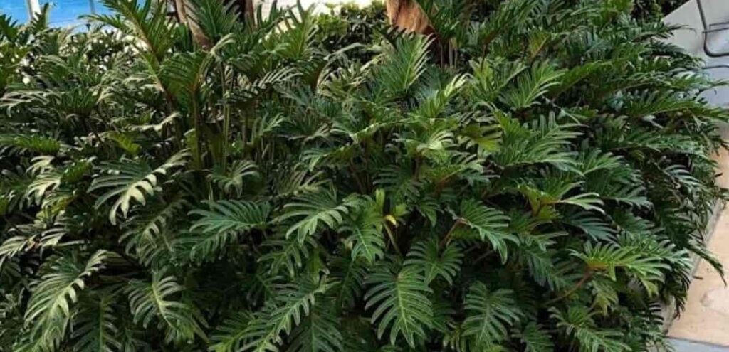 Speedy propagation of philodendrons. 
