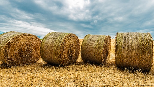 Stacking hay bales can prevent prairie dogs from detecting your lawn or garden beds. 