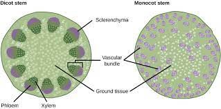 Stem vascular tissues