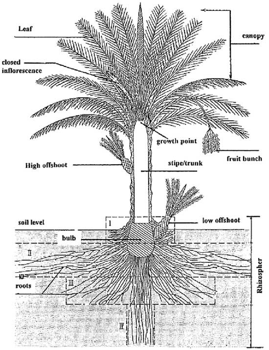 The parts of a palm tree