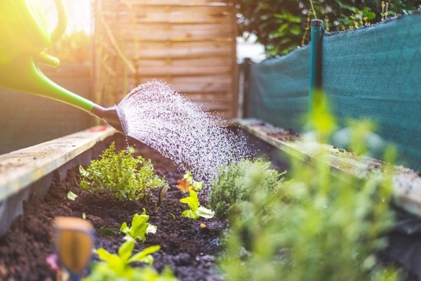 Transplants need more watering to help the roots become more acquainted with the new soil environment. 