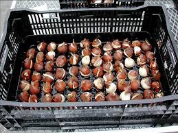 Tulip bulbs in storage.