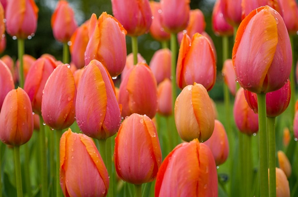 Tulipa ’Dordogne’.