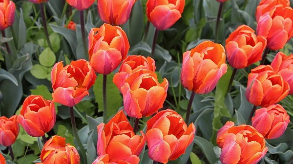 Tulipa 'Keizerskroon' 